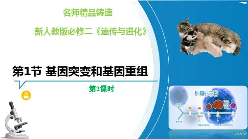 【高中生物】基因突变和基因重组(第2课时) 高一生物优质备课系列(人教版2019必修2)