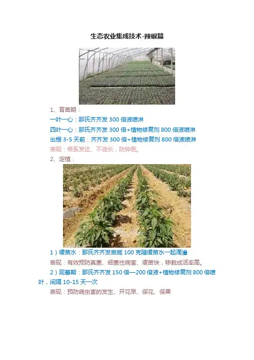 生态农业集成技术-辣椒篇