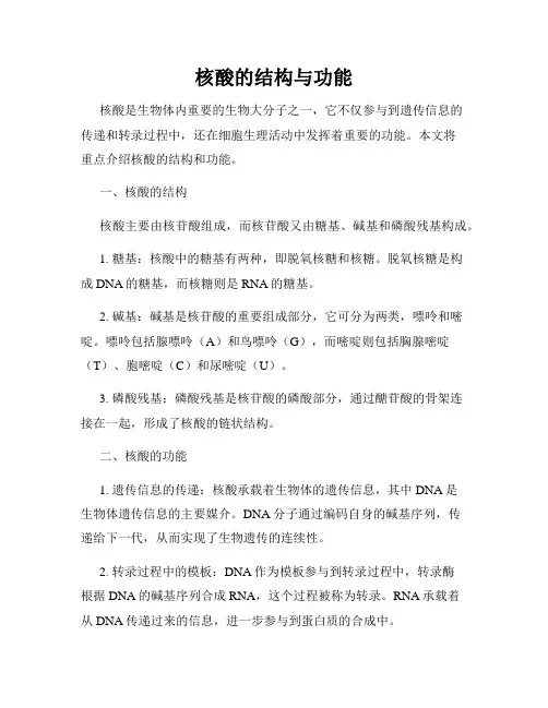 核酸的结构与功能