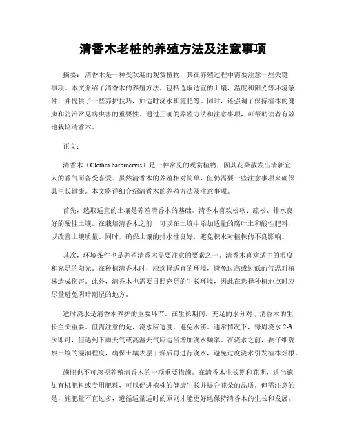 清香木老桩的养殖方法及注意事项