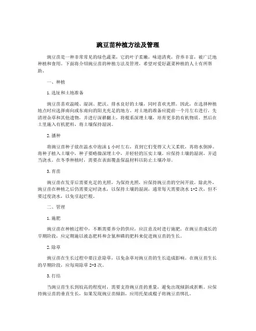 豌豆苗种植方法及管理
