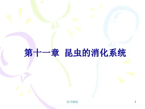 昆虫的消化系统(内容详细)