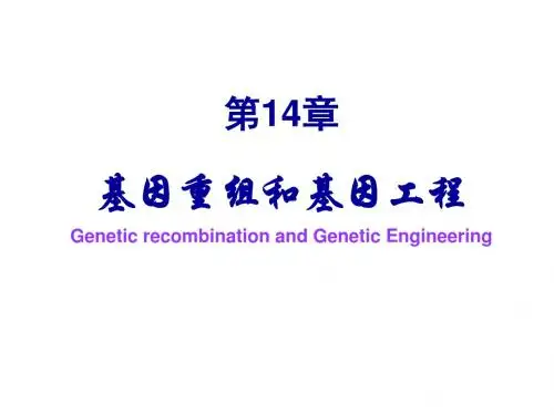 第14章基因重组和基因工程