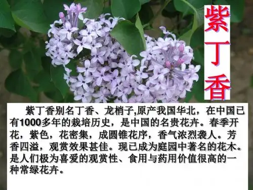 《一株紫丁香》PPT