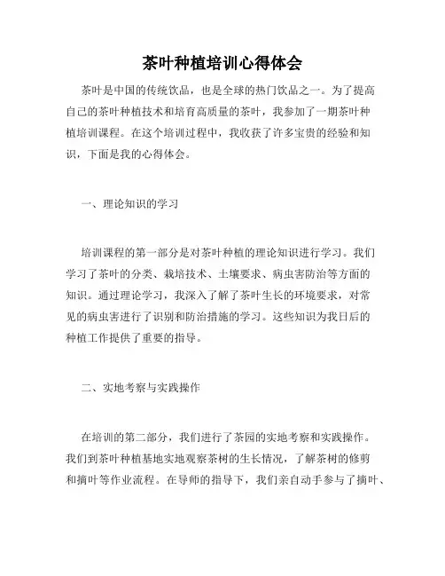 茶叶种植培训心得体会