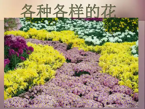 教科科学四下《各种各样的花》ppt课件