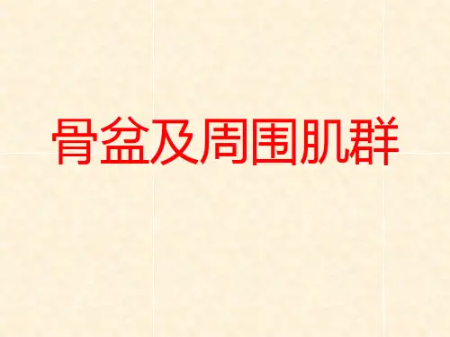 【临床骨骼肌肉学】骨盆及髋关节