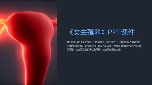 《女生殖器》课件