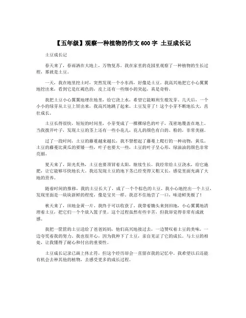 【五年级】观察一种植物的作文600字 土豆成长记