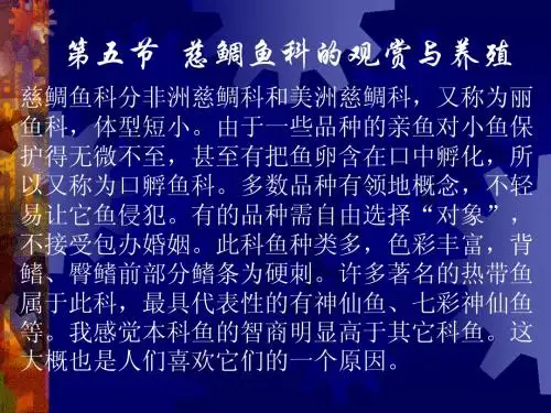 鲷鱼科的欣赏
