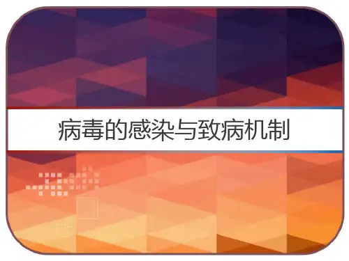 病毒的感染与致病机制 PPT