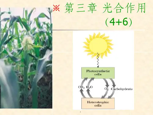 华中农业大学----植物生理学-----光合作用ppt课件