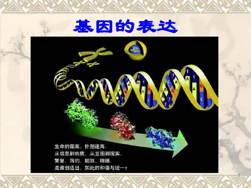 DNA的转录和翻译(课堂PPT)