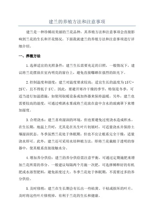 建兰的养殖方法和注意事项
