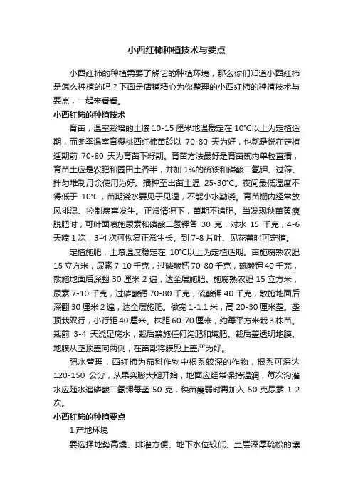 小西红柿种植技术与要点