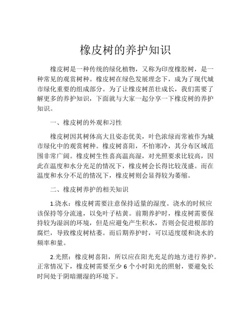 橡皮树的养护知识