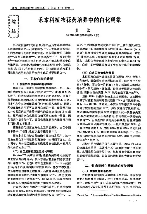 禾本科植物花药培养中的白化现象