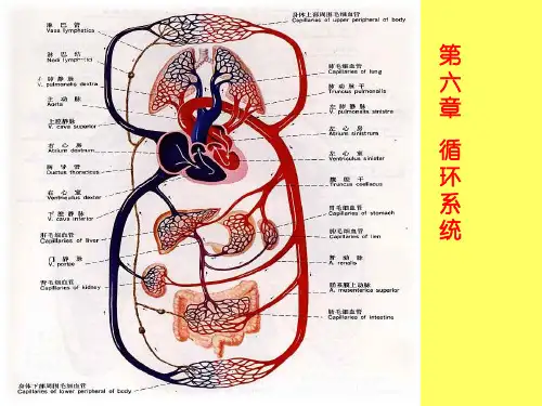 循环系统讲课比赛-幻灯片