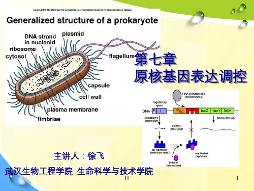 第七章 乳糖操纵子