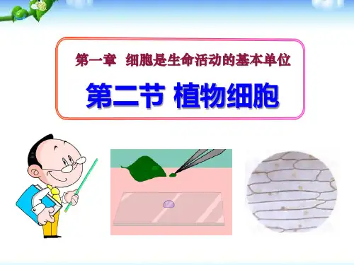 人教版七年级生物上册《植物细胞》PPT课件(6篇)
