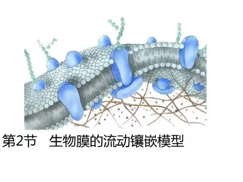 高中生物生物膜的流动镶嵌模型PPT16 人教课标版