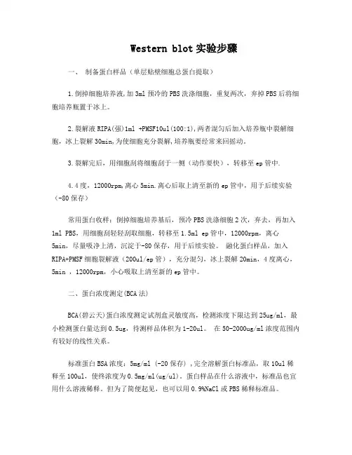 Westernblot实验操作步骤