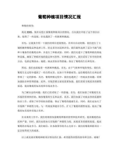 葡萄种植项目情况汇报