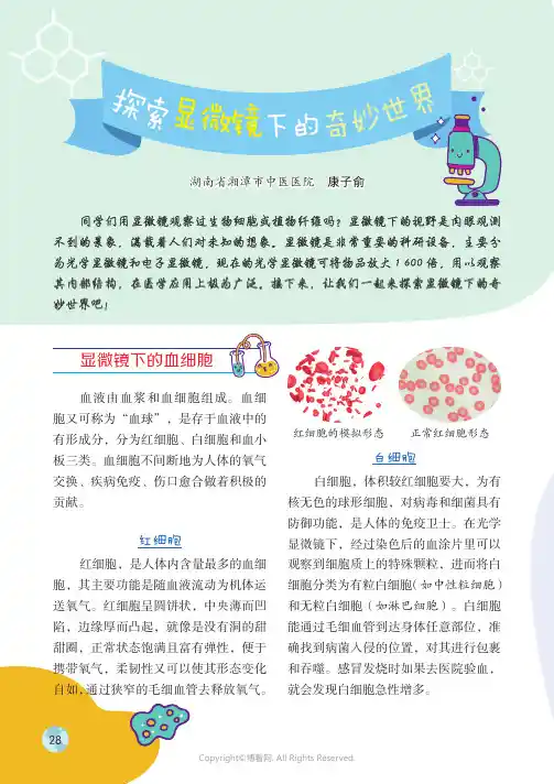 探索显微镜下的奇妙世界