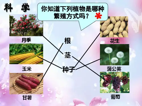 1.2《种植我们的植物》课件(40张PPT)