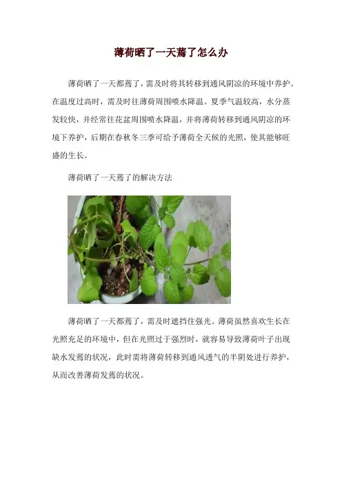 薄荷晒了一天蔫了怎么办