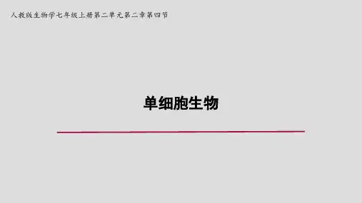 人教版七年级生物《单细胞生物》课件