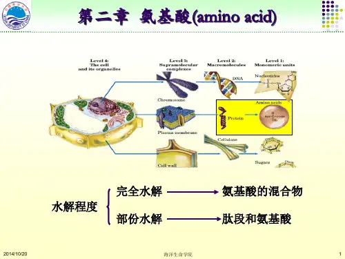 第2章氨基酸