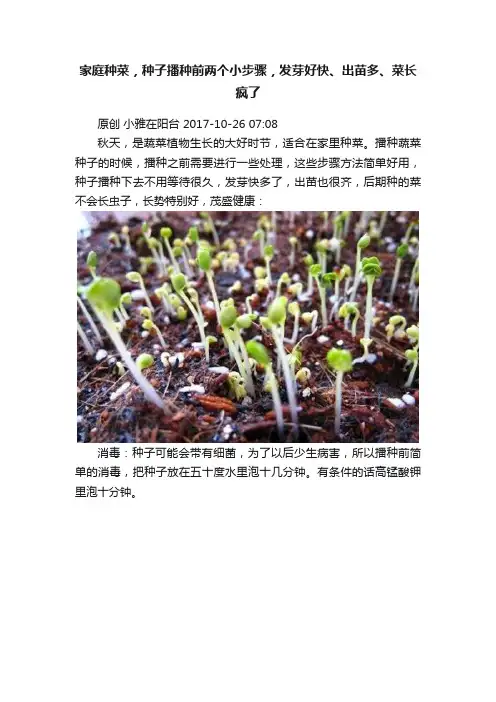 家庭种菜，种子播种前两个小步骤，发芽好快、出苗多、菜长疯了