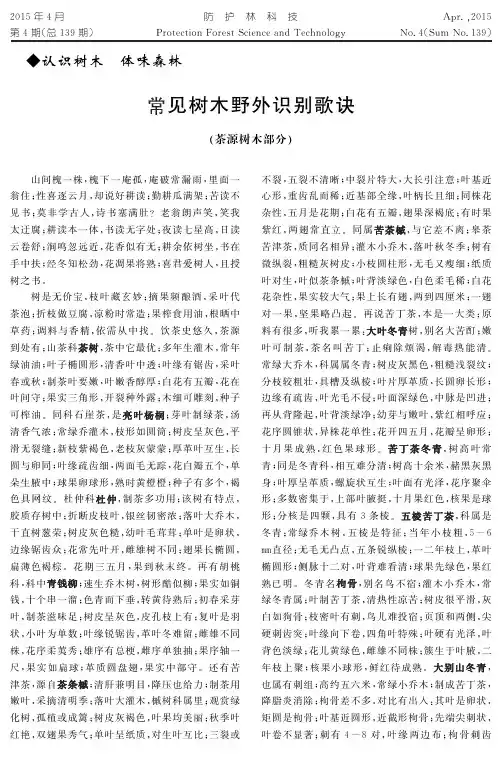 常见树木野外识别歌诀