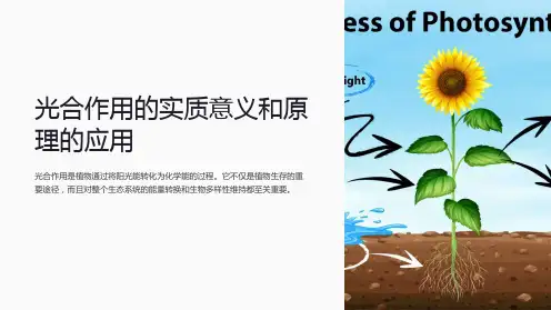 光合作用的实质意义和原理的应用