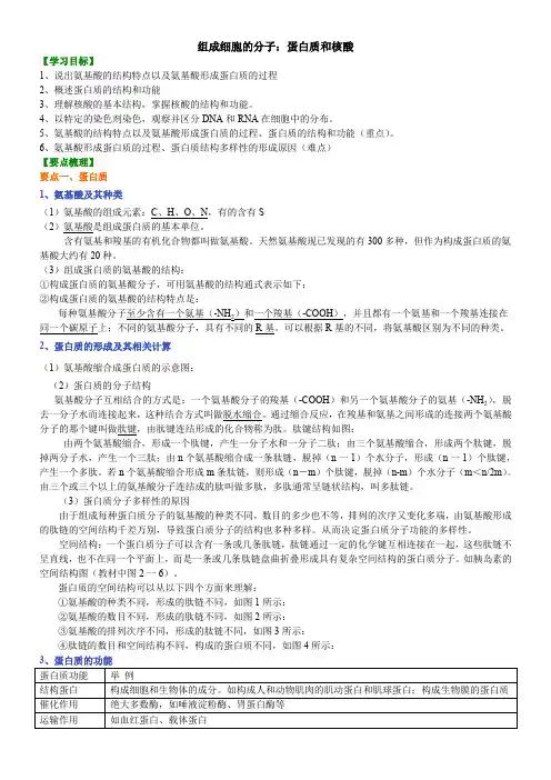 组成细胞的分子：蛋白质和核酸(知识梳理)