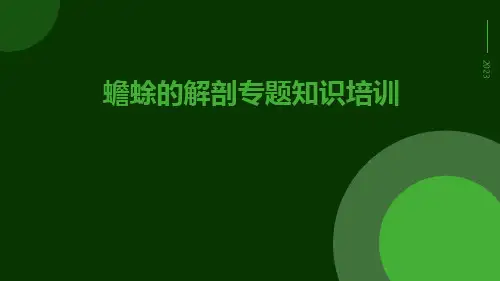 蟾蜍的解剖专题知识培训