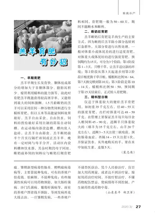 羔羊育肥有妙招