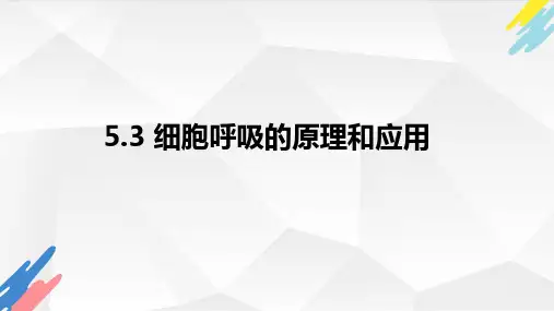5-3 细胞呼吸的原理和应用课件-高一上学期生物人教版必修1