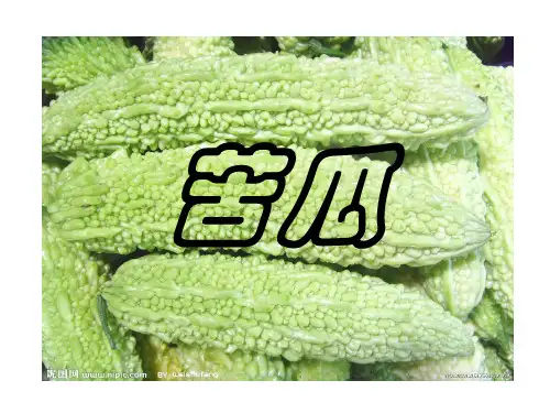 苦瓜