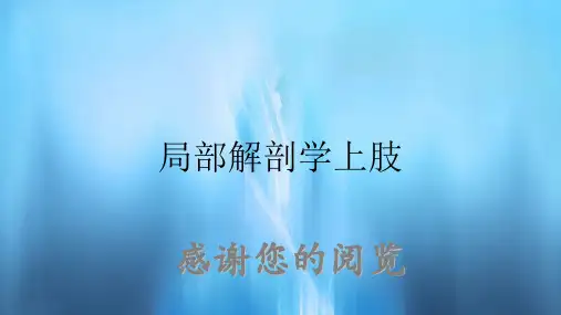 局部解剖学上肢