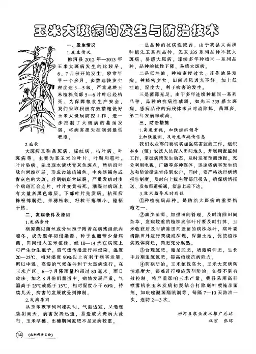 玉米大斑病的发生与防治技术