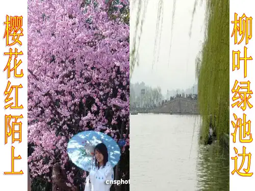 芽的类型和结构