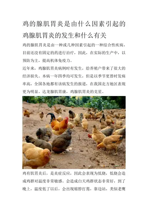 鸡的腺肌胃炎是由什么因素引起的  鸡腺肌胃炎的发生和什么有关