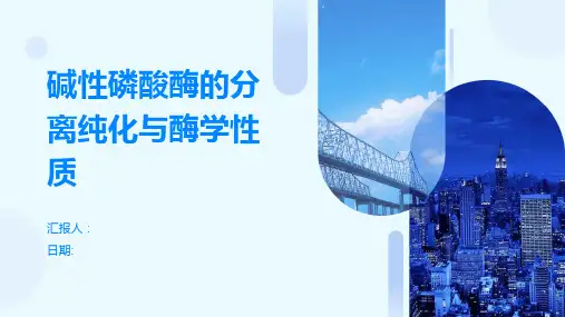 碱性磷酸酶的分离纯化与酶学性质