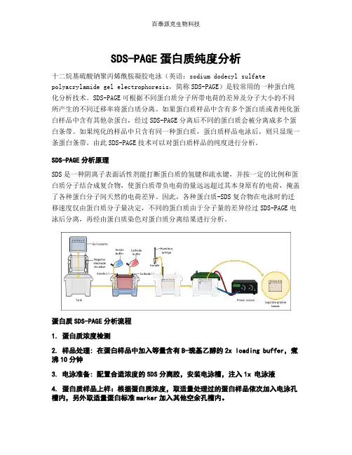 SDS-PAGE蛋白质纯度分析