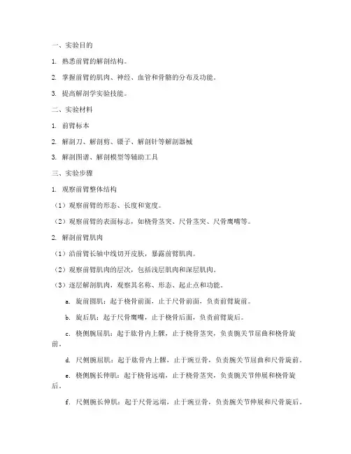 前臂解刨实验报告