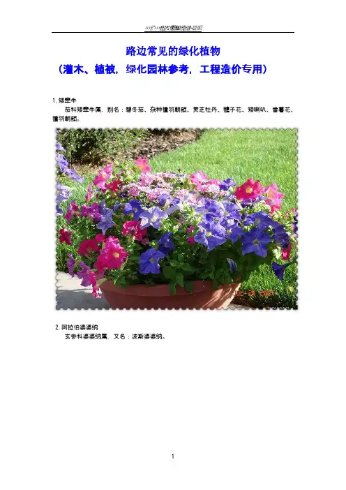 路边常见的绿化植物100余种(灌木、植被,绿化园林参考,工程造价专用)