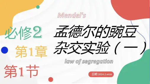 1.1 孟德尔的豌豆杂交实验(一)(第1课时)(课件)高一生物下学期课件(2019人教版必修2)