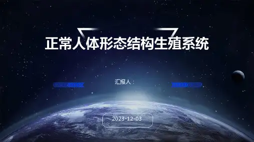 正常人体形态结构生殖系统